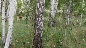 Косуля в лесу