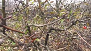 ПРОСТАЯ ОБРЕЗКА ЯБЛОНИ. ПРОРЕЖИВАНИЕ ПЛОДУШЕК.