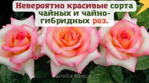 Невероятно красивые сорта чайных и чайно-гибридных роз.?