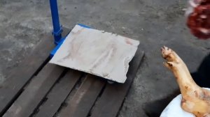 С.С.А//Зарезали поросенка//Вес поросенка в 7 месяцев полутушка//Трехпородка + Оптимус-свинки круче/