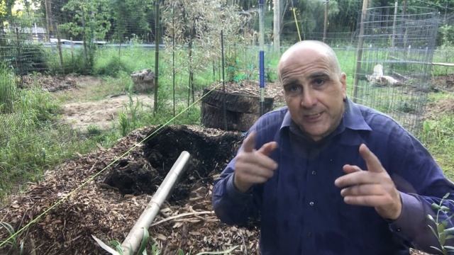 Grow Olive Trees in zone 7 — we planted TWO смотреть онлайн