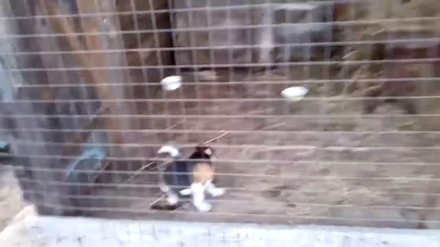 Русская пегая гончая-Звона!!! смотреть онлайн