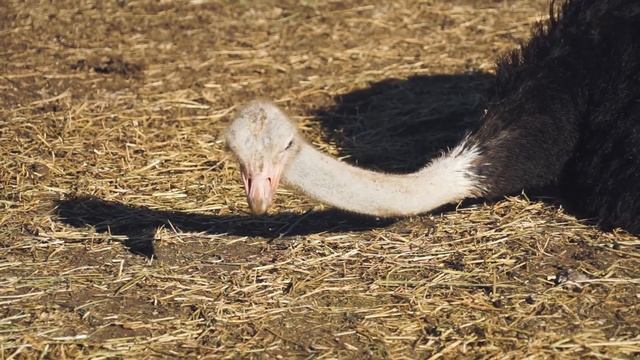 A TEXAS ANIMAL SAFARI! (Natural Bridges Wildlife Ranch) смотреть онлайн