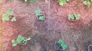 Размножаю сортовую клубнику гигантелла и фестивальная.