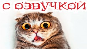 Приколы с котами! Смешные коты с ОЗВУЧКОЙ! Засмеялся - проиграл