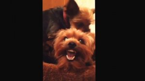 Самый злой йорк в мире