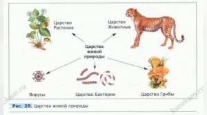 Краткий пересказ §8 Царство живой природы. Биология 5 класс Пономарева