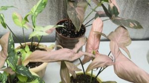 Красуются сингониумы. Способы полива #сингониум #комнатныерастения #комнатныецветы