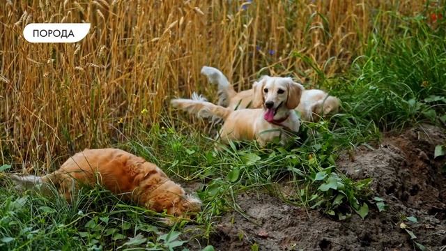 Одомашнивание животных. Искусственный отбор.