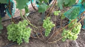 Виноград Вернисаж селекции Криули С.И.          👤#Ященко_Елена_Виноградные_сезоны