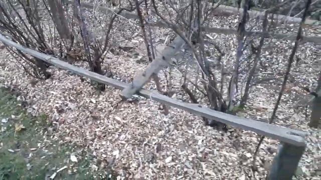 Укрытие хризантемы на зиму