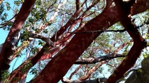 Земляничник Ены на горе Ай-Никола в Ореанде