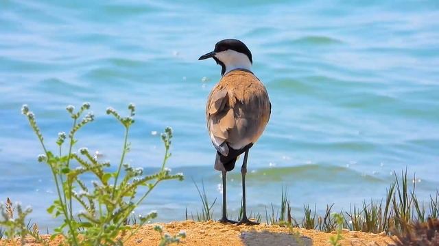 Музыка Для Сна Души И Тела ? Музыка Для Исцеления Всех Болей Тела Души И Духа