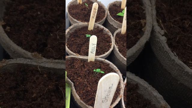 Plant Update~We Have Stevia & Artichokes смотреть онлайн