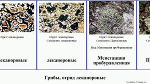 Грибы, отряд леканоровые кладония уснея эверния fungus цветущая Гипогимния Natural Цетрария ивовая