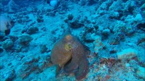 Испуганный Осьминог  пытается скрыться от преследования, меняя цвет и форму.