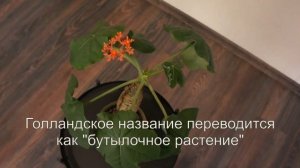 Ятрофа Подагрическая (Jatropha podagrica) - экзотичный суккулент с удивительным вздутым стеблем