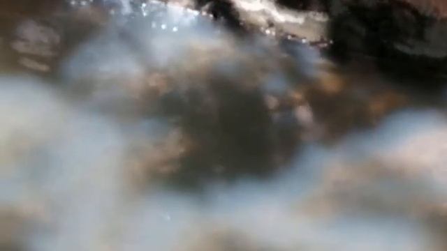 Water Snake at Sahakari Spice Farm, Ponda, Goa смотреть онлайн