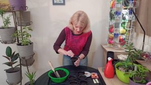 ГАЗАНИЯ (ГАЦАНИЯ) Как сеять газанию на рассаду