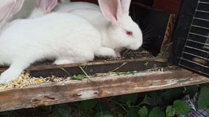 Ушной клещ у кроликов. Быстрое и эффективное лечение.