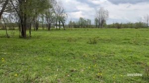 Кто пасет наше стадо #герефорд #корова #cow #ферма #животные #пастбище #весна #электропастух #кфх
