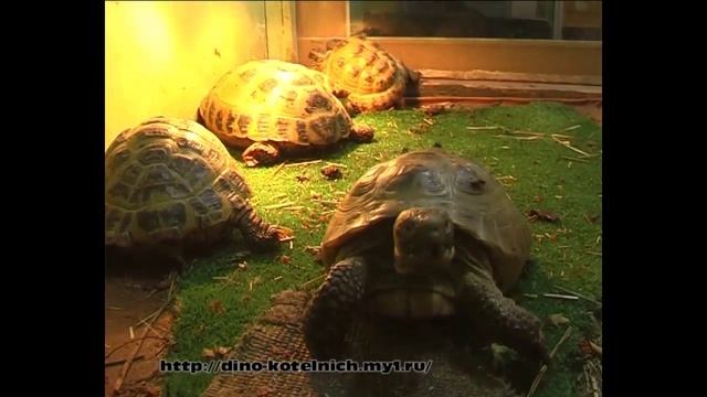 Среднеазиатская черепаха. Котельнич смотреть онлайн