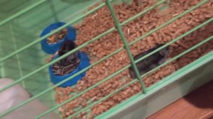 Джунгарские хомяки//такие домики нельзя сбегут//все о джунгариках