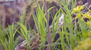 У нас есть всего пара недель в году чтобы попробовать гусиный лук: что это и как его есть