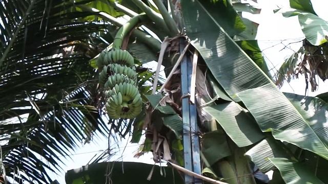 Aleksandr Udalov, Бананы это трава, Тайланд , 2014 смотреть онлайн