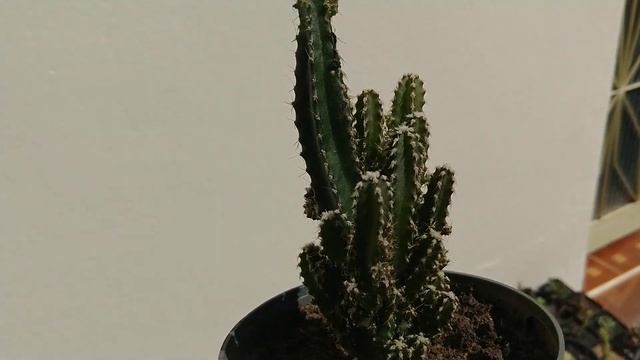 ?Ganhei essa Planta -CACTO CASTELO DE FADA -SUCULENTA CASTELO DE PRINCESA Acanthocereus tetragonus смотреть онлайн