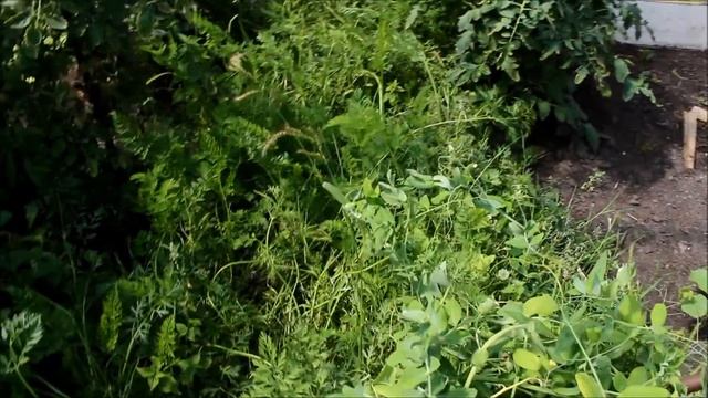 Самодельная теплица из пластиковых труб и мои растения Июнь 2017 смотреть онлайн