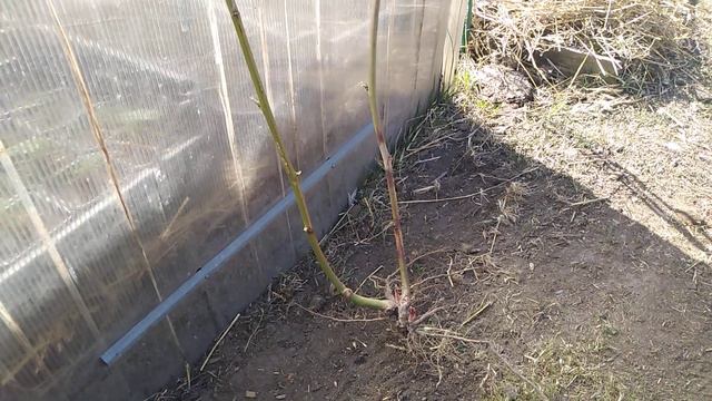 Самый лучший сорт ЕЖЕВИКИ ))) // Ягодный Огород смотреть онлайн