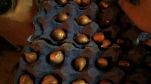 Выгонка лука на перо (зелень) из лука-севка.