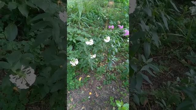 Флоксы смотреть онлайн