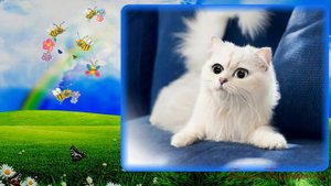 Детская песенка про маленького беленького котёнка. Crazy Talk7