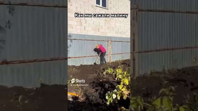 Как мы сажали малину