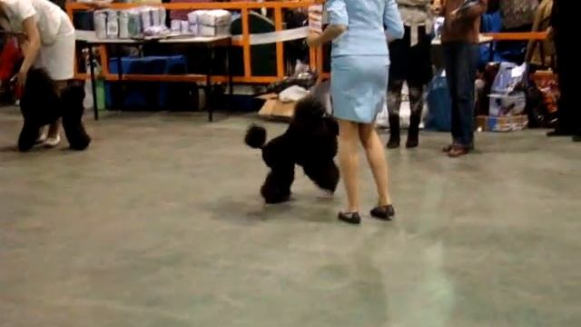 Торнадо Шив История Любви и Ежевика с Цветочной Поляны смотреть онлайн