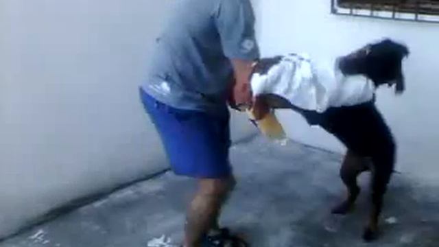 Treinando o Max (7 meses) смотреть онлайн