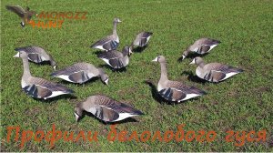 Обзор профилей белолобого гуся MoroZz hunt.