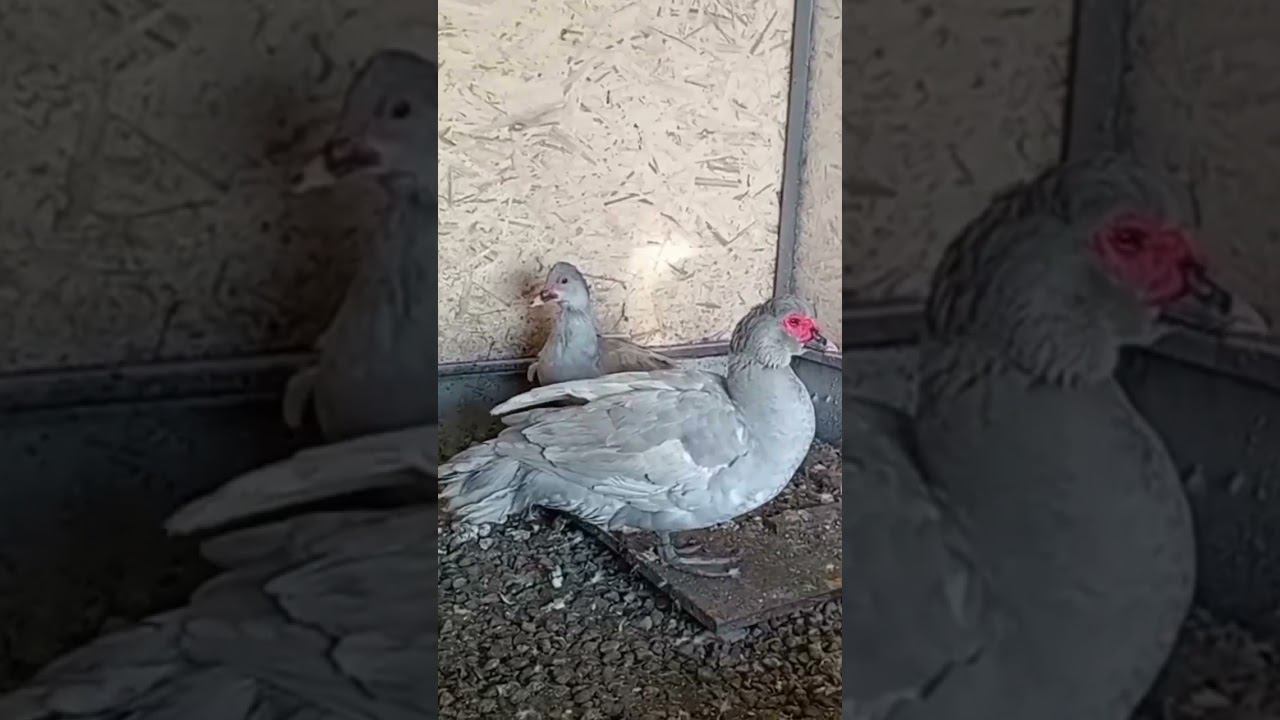 Лаванда мускусные уточки смотреть онлайн