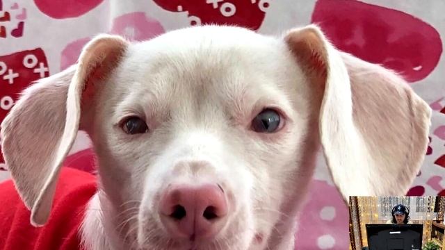 ? приютили НЕСЧАСТНОГО розового ЩЕНОЧКА! Но не ожидали каким он ВЫРАСТЕТ! смотреть онлайн