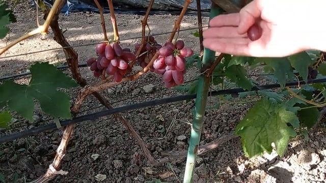 @Новый виноград Д1 Бурдака А В Отзыв о винограде смотреть онлайн