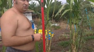 китайская черная кукуруза