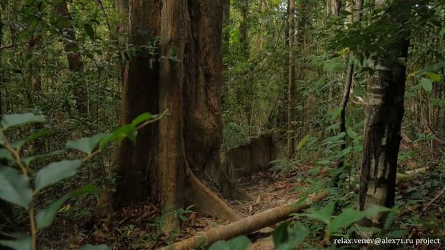 Джунгли. Звуки дикой природы. Релакс. смотреть онлайн