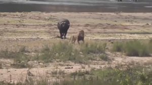 Лев против Львиный прайд на охоте Тактика охоты львов Дикая Африка Буйвол в деле Хищники в деле