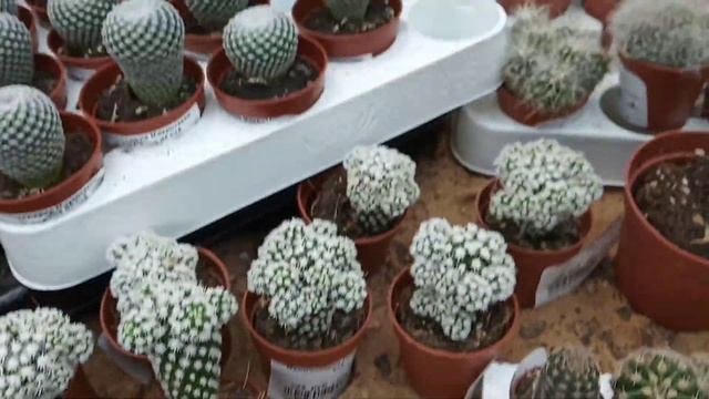 Поездка за мхом смотреть онлайн