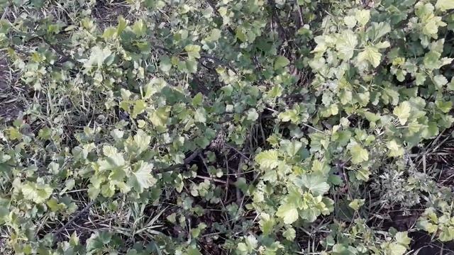 Крыжовник, смородина, ешта - кто есть кто. смотреть онлайн