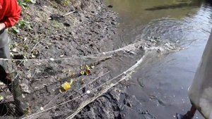 Вылов карпа бреднем в моём пересохшем пруду. Закрываем сезон