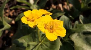 Yellow Primrose Flowers At Spring Stock Video