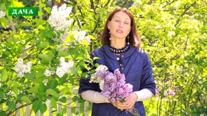 СИРЕНЬ - посадка, уход, обрезка и размножение. Что нужно делать для пышного цветения?